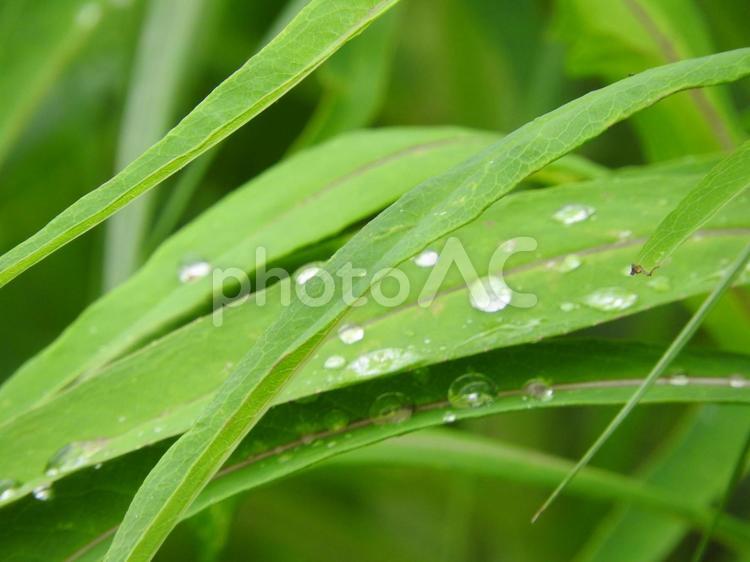 雨の日の風景 雨の日,草花,しずくの写真素材