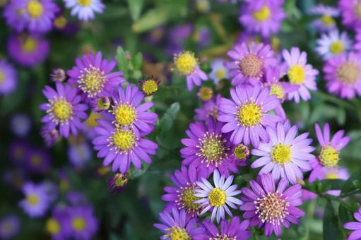 満開の紫色の花のアップ 満開,紫色,花の写真素材