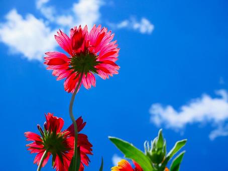 Photo, blue sky, flower, cloud, 