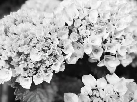 Photo, monochrome, hydrangea, rainy season, 