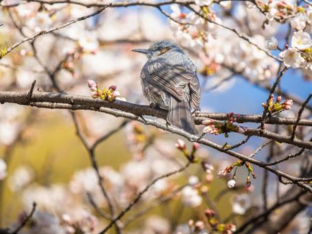 桜とヒヨドリ 桜とヒヨドリの写真