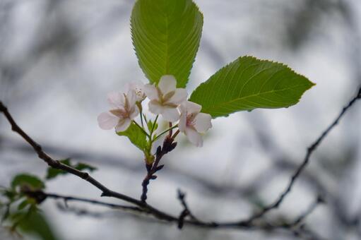 秋の桜 桜,花,秋の写真素材