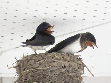 A pair of swallows, JPG A pair of swallows, JPG