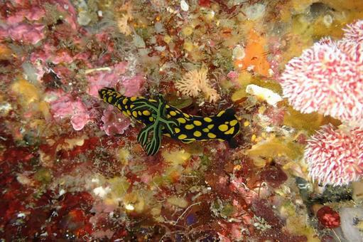 サガミリュウグウウミウシ サガミリュウグウウミウシの写真