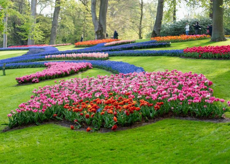 キユーケンホフ公園の風景 キユーケンホフ,公園,チューリップの写真素材