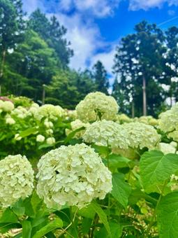 夏の青空と白い紫陽花(あじさい) 夏の青空と白い紫陽花(あじさい)の写真