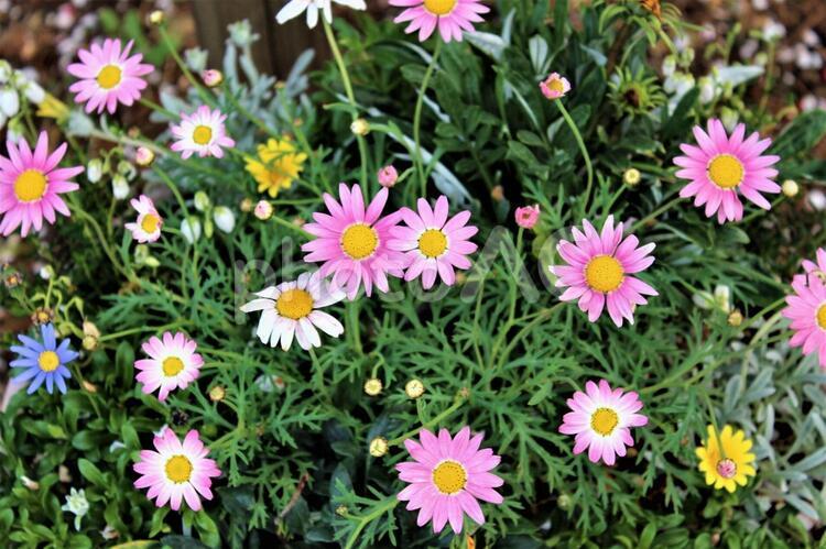 小菊　ピンク　自然 小菊,菊,ピンクの写真素材