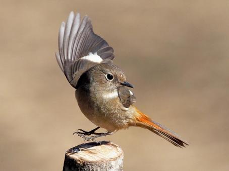 飛び跳ねるジョウビタキの写真