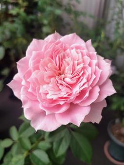 ベランダのバラ・ローブデコルテの写真