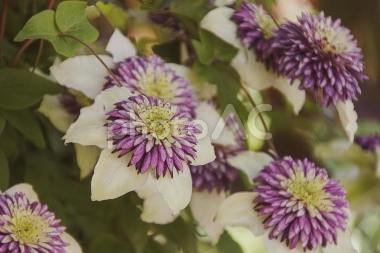 クレマチスの花と5月の新緑 クレマチス,テッセン,花の写真素材
