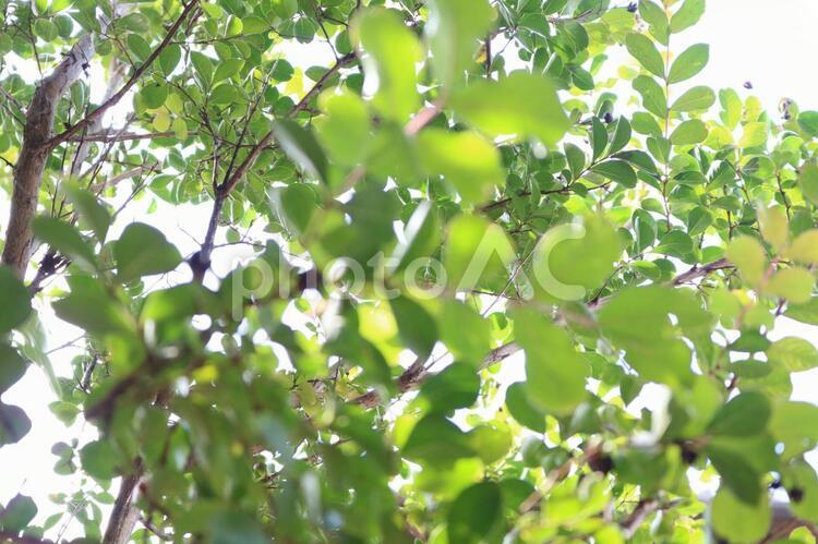 夏の木の下 葉,自然,栽培の写真素材