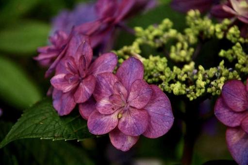 bright pink hydrangea, JPG