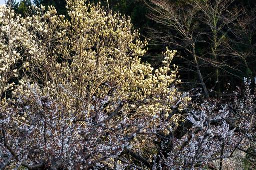 Photo, flower, spring, ume, 