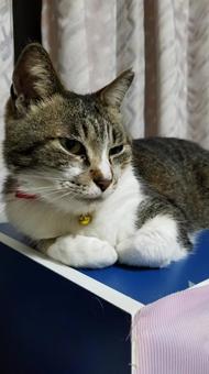 ねこ ねこの写真