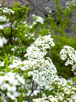 道沿いの花壇に咲くユキヤナギ 道沿いの花壇に咲くユキヤナギ ユキヤナギ,花,植物の写真素材