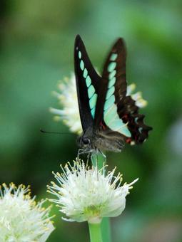 Photo, aosujiageha, negibozu, butterfly, 