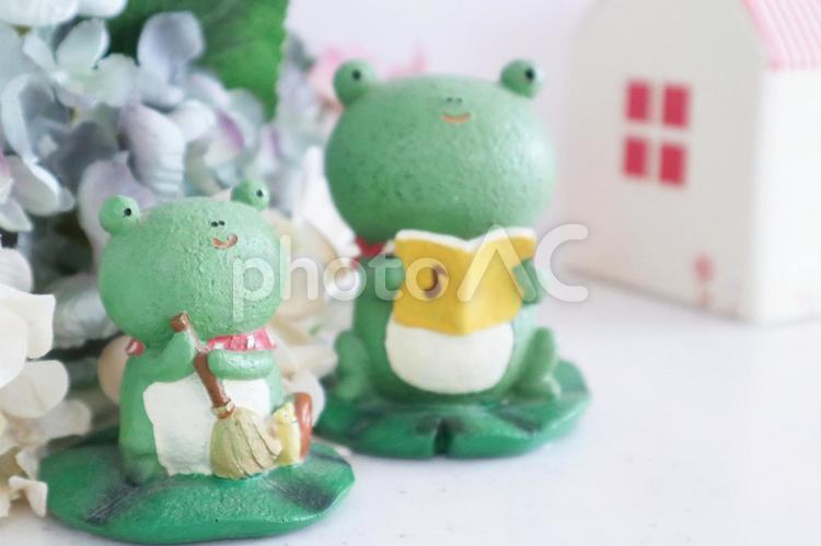 蛙と紫陽花おうちにカエル 紫陽花,蛙,家の写真素材