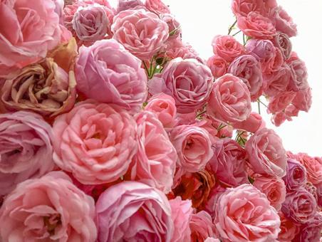 大輪の ピンクのバラ 大輪の ピンクのバラ バラ,ピンク,roseの写真素材