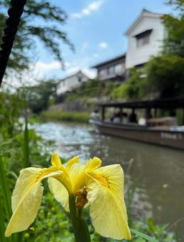 花菖蒲と小船 花菖蒲と小船 八幡堀,手漕ぎ舟,花しょうぶの写真素材