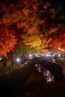 紅葉祭りもみじ回廊 もみじ回廊,自然,夜の写真素材
