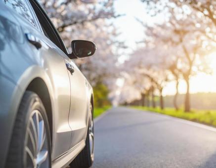 桜並木を走る自動車 桜並木を走る自動車の写真