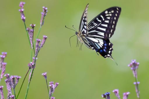 野花の周りを飛ぶナミアゲハ 野花の周りを飛ぶナミアゲハの写真