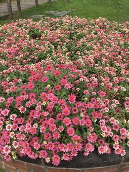 花畑 花畑の写真