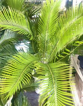 ヤシ ヤシ 南国,ヤシ,植物の写真素材