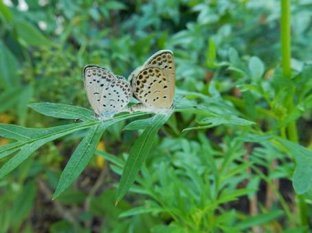 【昆虫写真】ヤマトシジミも恋の季節 【昆虫写真】ヤマトシジミも恋の季節の写真