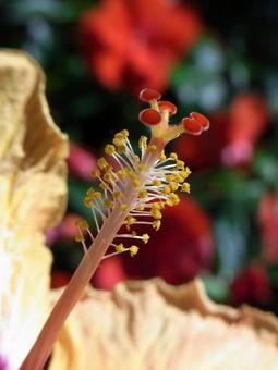 温室に咲くハイビスカスの花芯アップ 温室に咲くハイビスカスの花芯アップ ハイビスカス,花,植物の写真素材