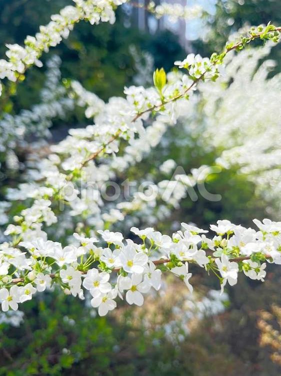 コデマリの花と春の日差し 白,花,青空の写真素材