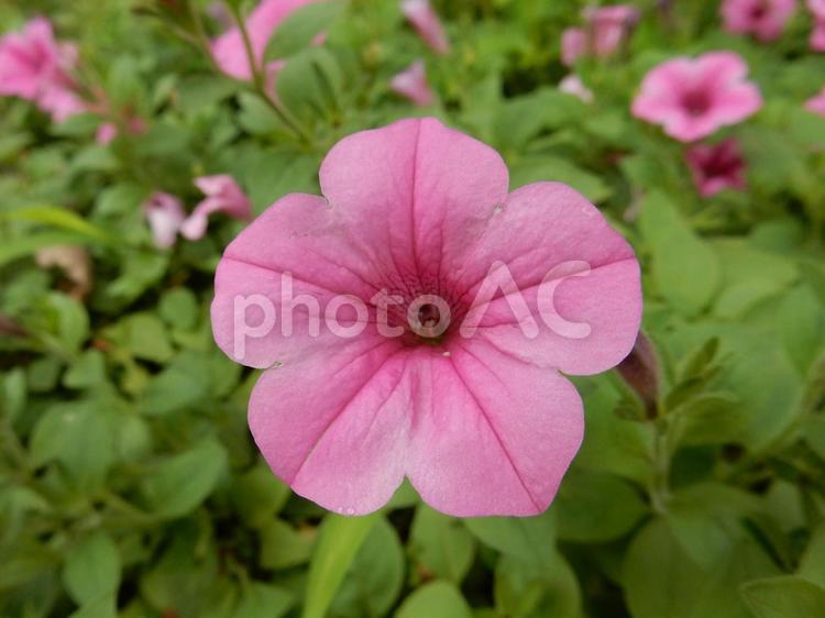 【花の写真】ペチュニア（衝羽根朝顔） ペチュニア,衝羽根朝顔,ツクバネアサガオの写真素材