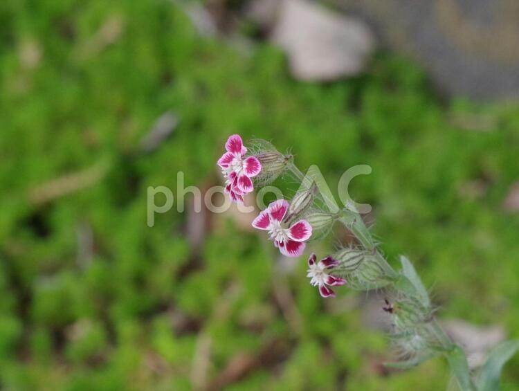 ピンクの小さな花を咲かせた雑草 雑草,花,ピンクの写真素材