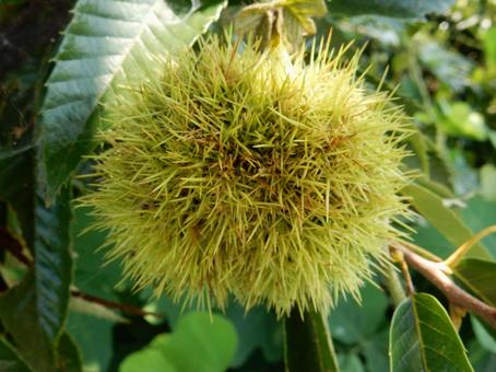 【植物写真】イガグリ(毬栗) 【植物写真】イガグリ(毬栗)の写真