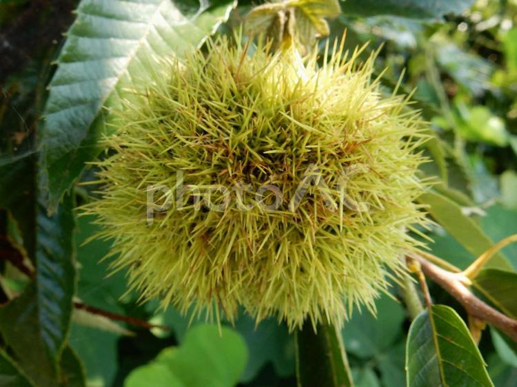 【植物写真】イガグリ（毬栗） イガグリ,毬栗,自然の写真素材