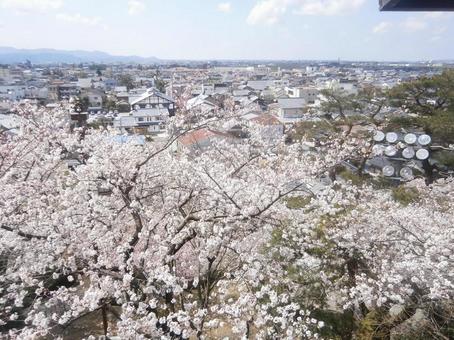 桜と丸岡城下 桜と丸岡城下 桜,丸岡,城の写真素材