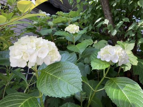 白い紫陽花 白い紫陽花の写真