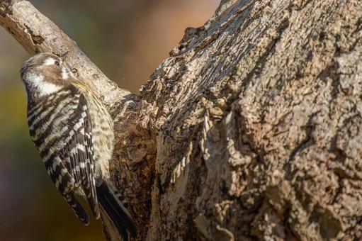 Pygmy woodpecker perched on a tree, copy space, JPG