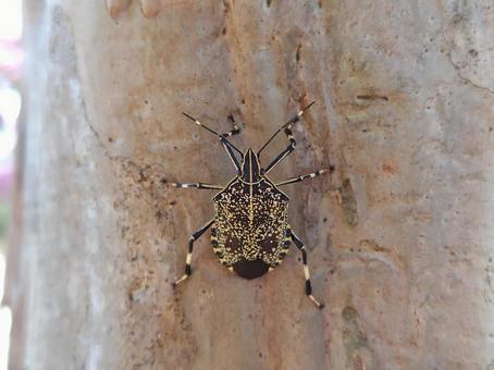 Photo, yellow spotted stink bug, bug, hemiptera, 