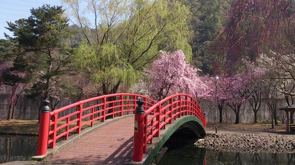 池にかかった赤い橋 橋,赤い,池の写真素材
