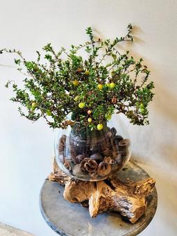 クランベリーの木(椅子なし) クランベリーの木(椅子なし) 観葉植物,クランベリー,クルミ殻の写真素材