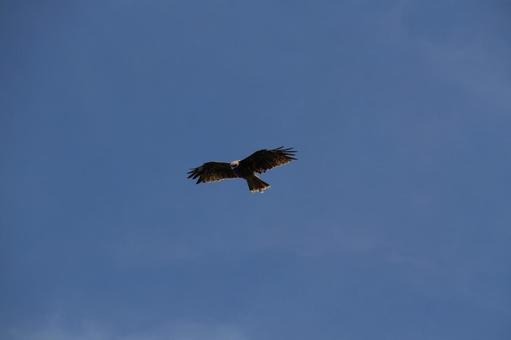 飛ぶ猛禽類_2 鳥,猛禽類,動物の写真素材