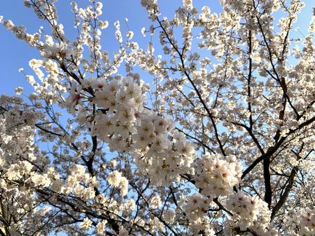 cherry blossoms, JPG cherry blossoms, JPG