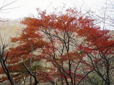 鹿又川渓谷の紅葉 鹿又川渓谷の紅葉の写真