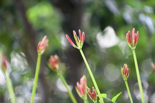 茎が伸びた開花前のヒガンバナのつぼみ 茎が伸びた開花前のヒガンバナのつぼみの写真