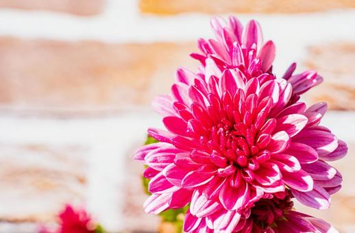 赤いキクの花のアップ キク,菊,花の写真素材