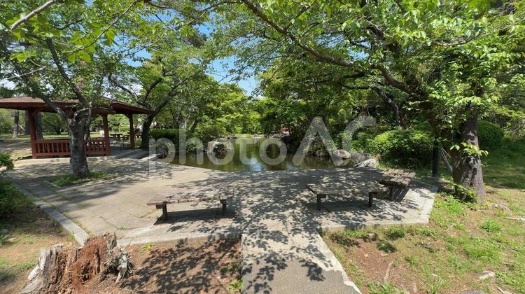 磐田市のつつじ公園 松,青空,植物の写真素材