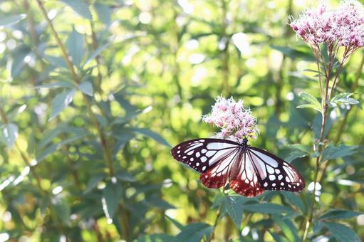 アサギマダラ アサギマダラ,蝶,蝶々の写真素材