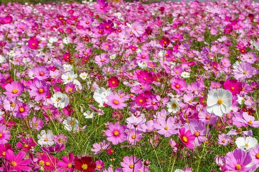満開のコスモス　俯瞰 コスモス,秋桜,コスモス園の写真素材