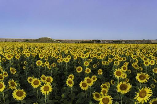 福岡-【柳川ひまわり園】 福岡-【柳川ひまわり園】 ひまわり,花,植物の写真素材